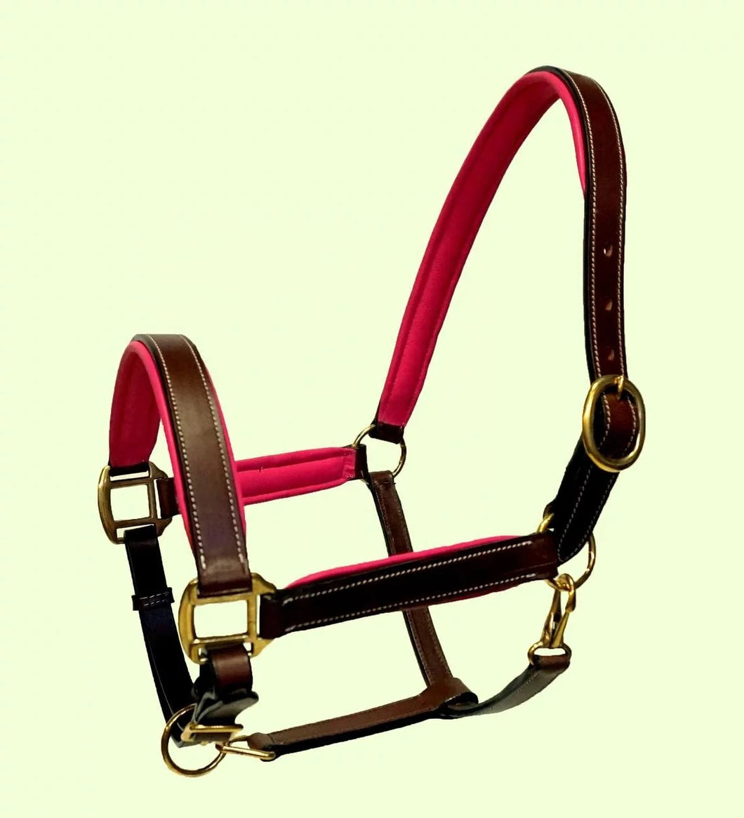 Leather Headcollar With Coloured Piping